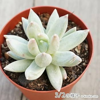 多肉植物 千代田の松 抜き苗 2苗　ロンギフォリウム 千代田の松とロンギフォリウムの違い: わけいブログ